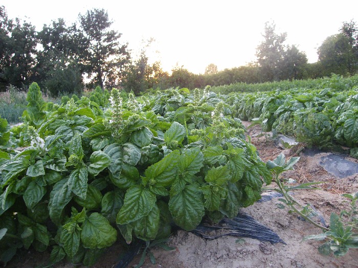 Giant Basil Toscano