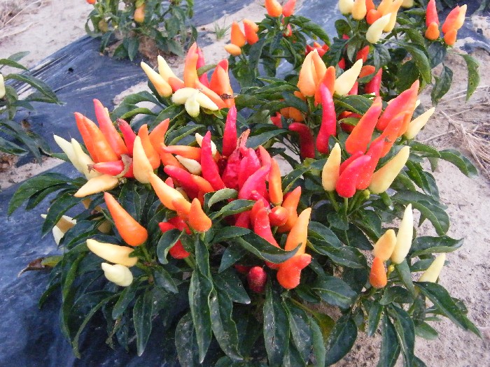 Aromatic Accecalocchi Peppers