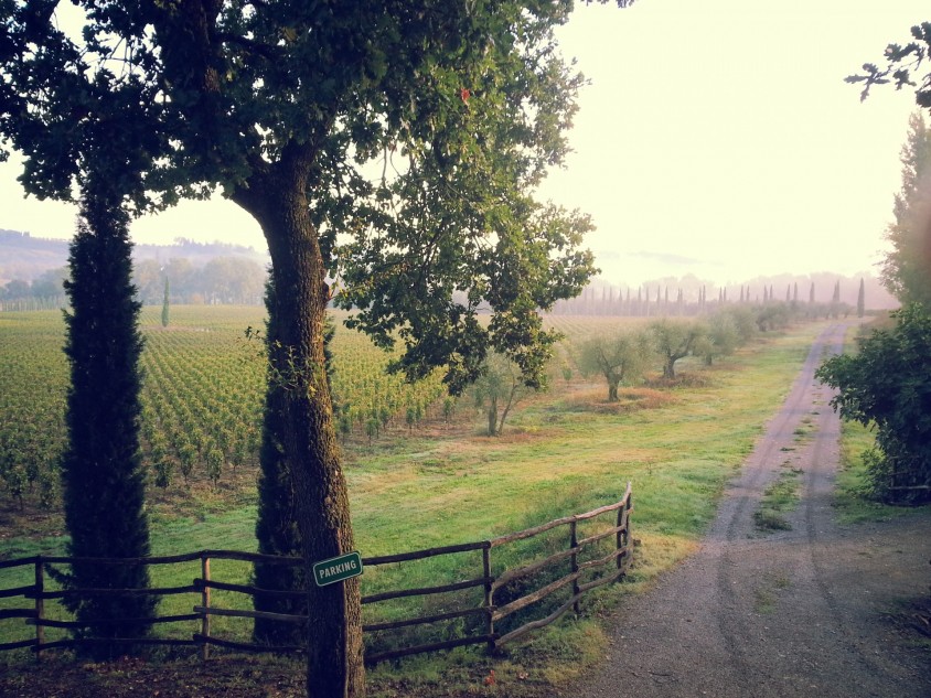 La Sovana vineyard